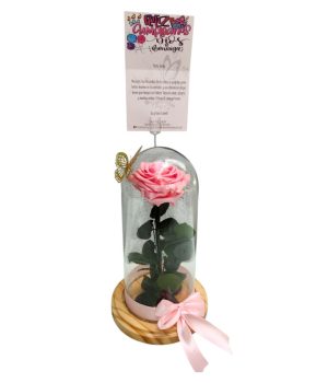 Rosa rosa en campana de vidrio.